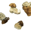 Buy Dino Egg Magic Mushrooms